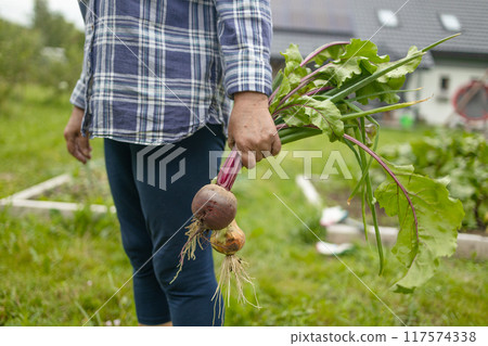 Female seinor farmer harvesting onions and beetroots in the backyard garden. Selective focus. Farmer holds a braid of ripe onion. 117574338