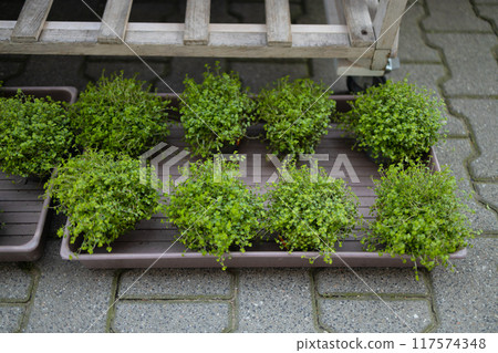 Urban microgreen farm.The microgreen in plastic trays.Baby leaves, phytolamp.Sprouting Microgreens on the Hemp Biodegradable Mats.Germination of seeds at home.Eco-friendly small business. Urban microgreen farm.The microgreen in plastic trays.Baby leaves, phytolamp.Sprouting Microgreens on the Hemp Biodegradable Mats.Germination of seeds at home.Eco-friendly small business. 117574348