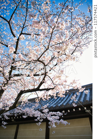 東本願寺櫻花 2023 年春季 117574421