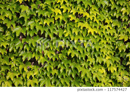 Lush Green Wall Covered with Climbing Vines and Leaves Lush Green Wall Covered with Climbing Vines and Leaves 117574427