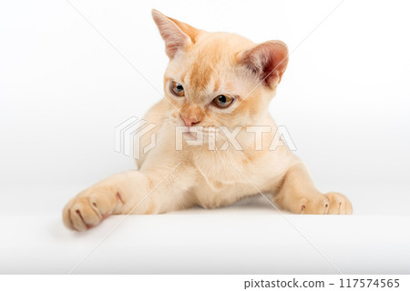Red Burmese kitten on white background. Red Burmese kitten on white background. 117574565