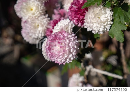 冬季花園花壇盛開的粉紅色菊花 冬季花園花壇盛開的粉紅色菊花 117574590