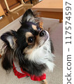 Chihuahua looking up 117574597