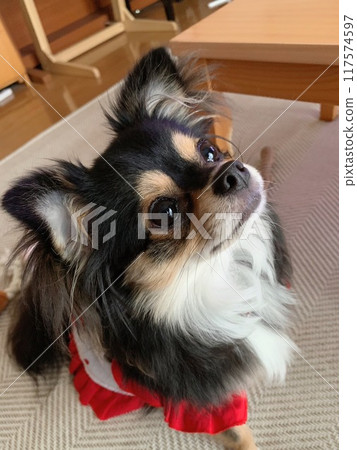 Chihuahua looking up 117574597