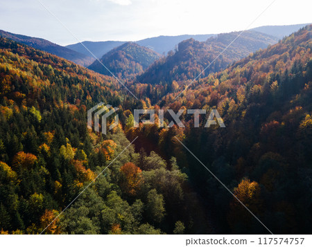 Vibrant Autumn Forest Landscape 117574757