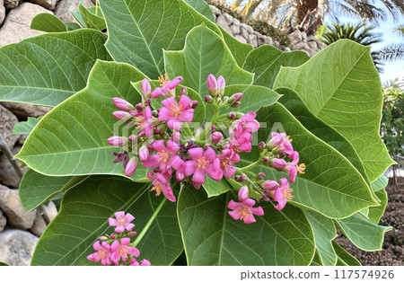 Blooming peregrina or spicy jatropha (Latin - Jatrofa curcas integerrima) 117574926