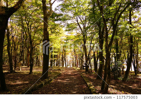 Autumn leaves Autumn leaves 117575003