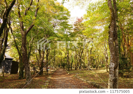 秋天的樹葉 秋天的樹葉 117575005