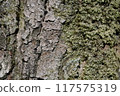 Rugged tree trunk 117575319