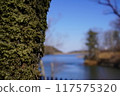 Looking out at the lake from beside the tree 117575320