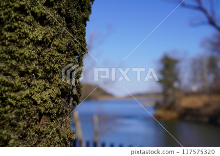 Looking out at the lake from beside the tree Looking out at the lake from beside the tree 117575320