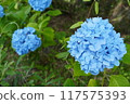 beautiful light blue hydrangea 117575393