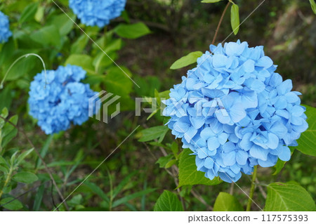 beautiful light blue hydrangea beautiful light blue hydrangea 117575393
