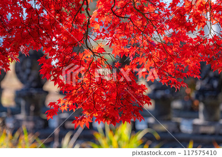[Autumn leaves material] Autumn leaves of Choenji Temple [Nagano Prefecture] 117575410