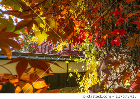 [紅葉素材]長圓寺的紅葉[長野縣] 117575415