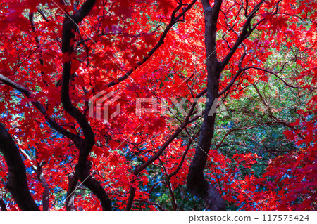 [Autumn leaves material] Autumn leaves of Choenji Temple [Nagano Prefecture] 117575424