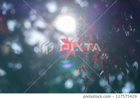 [紅葉素材]長圓寺的紅葉[長野縣] 117575429