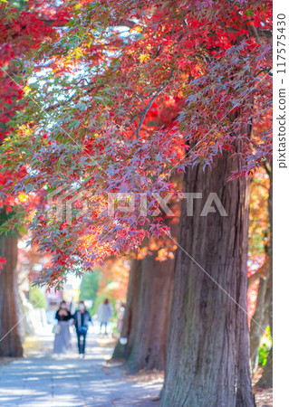 [紅葉素材]長圓寺的紅葉[長野縣] 117575430