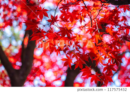 [Autumn leaves material] Autumn leaves of Choenji Temple [Nagano Prefecture] 117575432