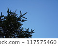 Clear sky 117575460