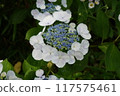 Hydrangeas popping up 117575461