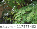 Maple or maple leaf 117575462