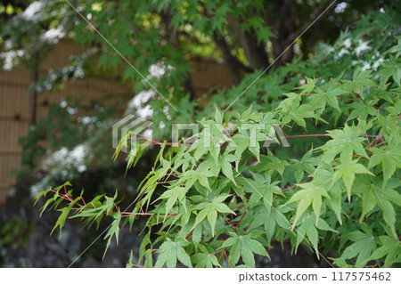 Maple or maple leaf Maple or maple leaf 117575462