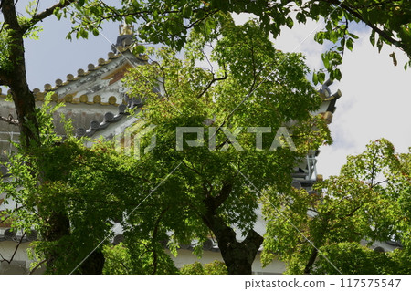 透過樹林看到岐阜城 117575547