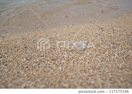 Jellyfish launched into the sandy beach Jellyfish launched into the sandy beach 117575586