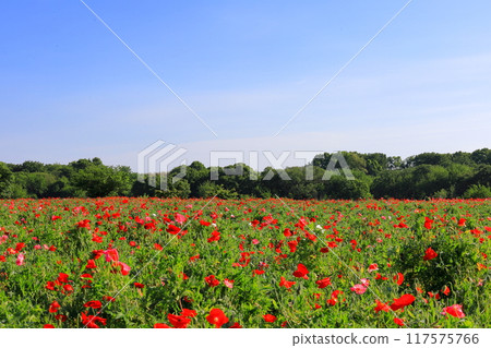 Poppy field Poppy field 117575766