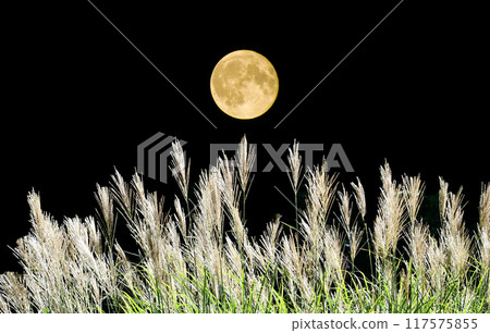 Mid-autumn Meitsuki and Suki 117575855