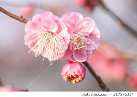 Plum blossoms telling the arrival of spring 117576334