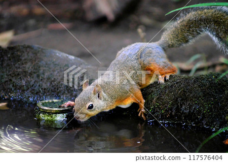 Squirrel drinking water② Squirrel drinking water② 117576404