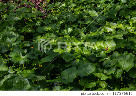 textured leaves and pink inflorescence of Petasites pyrenaicus plant 117576615