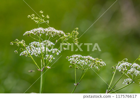 Chaerophyllum hirsutum roseum - pink umbels of hairy chervil 117576617