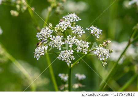 White Chaerophyllum aureum plant with smooth bokeh White Chaerophyllum aureum plant with smooth bokeh 117576618