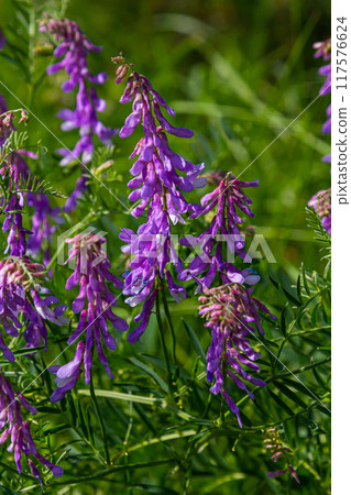 Vetch, vicia cracca valuable honey plant, fodder, and medicinal plant. Fragile purple flowers background. Woolly or Fodder Vetch blossom in spring garden Vetch, vicia cracca valuable honey plant, fodder, and medicinal plant. Fragile purple flowers background. Woolly or Fodder Vetch blossom in spring garden 117576624