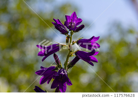 Violet flowers of bellflower Campanula sibirica Violet flowers of bellflower Campanula sibirica 117576628