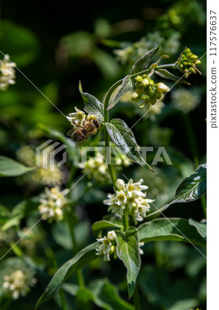 Vincetoxicum hirundinaria. Close up of white swallow wort.Vincetoxicum in the family Apocynaceae 117576637
