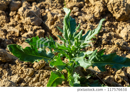 Rosette of young green leaves of Canada thistle, also creeping or field thistle, Cirsium arvense, growing in a flower bed. Invasive weed. Close up on a sunny day. Rosette of young green leaves of Canada thistle, also creeping or field thistle, Cirsium arvense, growing in a flower bed. Invasive weed. Close up on a sunny day. 117576638