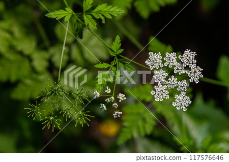 White Chaerophyllum aureum plant with smooth bokeh White Chaerophyllum aureum plant with smooth bokeh 117576646
