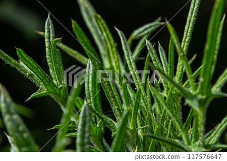 New leaves of Cirsium vulgare on on the river bank 117576647