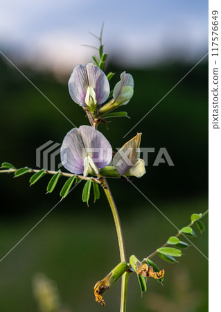 Flower of the Vicia sativa or vetch flower or garden vetch red flower or flower of the tare or simply vetch 117576649