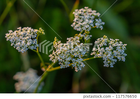 White Chaerophyllum aureum plant with smooth bokeh 117576650