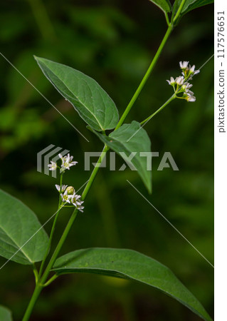 Vincetoxicum hirundinaria. Close up of white swallow wort.Vincetoxicum in the family Apocynaceae Vincetoxicum hirundinaria. Close up of white swallow wort.Vincetoxicum in the family Apocynaceae 117576651