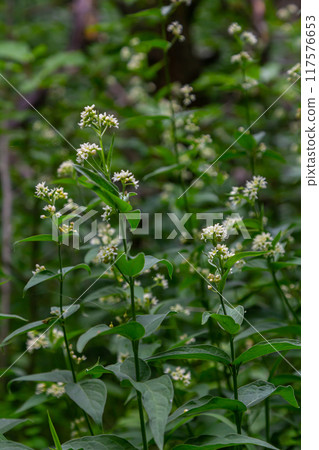 Vincetoxicum hirundinaria. Close up of white swallow wort.Vincetoxicum in the family Apocynaceae Vincetoxicum hirundinaria. Close up of white swallow wort.Vincetoxicum in the family Apocynaceae 117576653