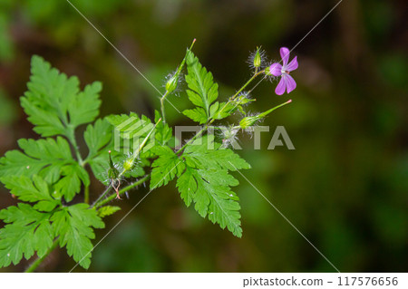 Wild geranium plant with lilac purple flower, Geranium himalayense 117576656