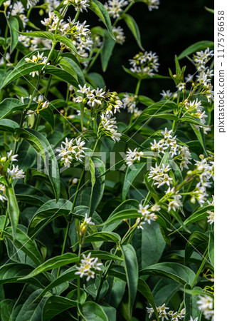 Vincetoxicum hirundinaria. Close up of white swallow wort.Vincetoxicum in the family Apocynaceae Vincetoxicum hirundinaria. Close up of white swallow wort.Vincetoxicum in the family Apocynaceae 117576658
