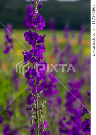 Consolida orientalis. Eastern Larkspur. Bright purple flowers on a green meadow 117576663