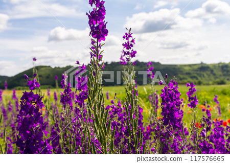 Consolida orientalis. Eastern Larkspur. Bright purple flowers on a green meadow Consolida orientalis. Eastern Larkspur. Bright purple flowers on a green meadow 117576665